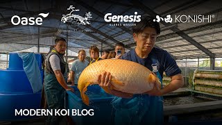 Modern Koi Blog #6287 - Live aus Japan: Die gewaltigen Monster aus Sugura