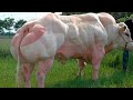 ये है बॉडीबिल्डर गाय, कभी देखी हैं आपने The World's Biggest Bodybuilder Cow