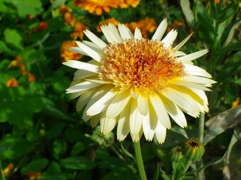 Video: Großblumige Ringelblumen (30 Fotos): Beschreibung Von Untergroßen Und Anderen Ringelblumen Mit Großen Blüten