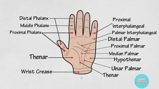 Basic Hand Anatomy | Learn English Vocabulary Parts Of Hand Body Parts | Human Body Parts |