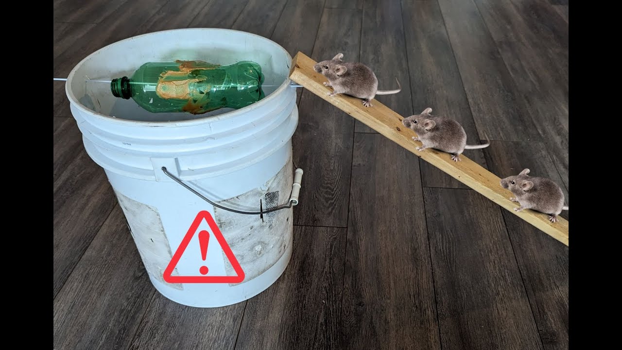 Fabriquer un piège à souris avec un seau et une bouteille de plastique