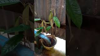 Bibt durian MUsangKing. #petani #petanimuda #semuaorang #durian #fyp #shots #fypシ゚viral #sorotan