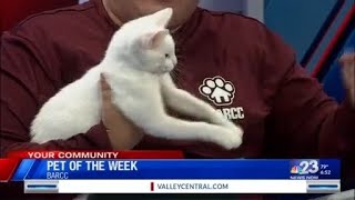 Pet of the Week - BARCC