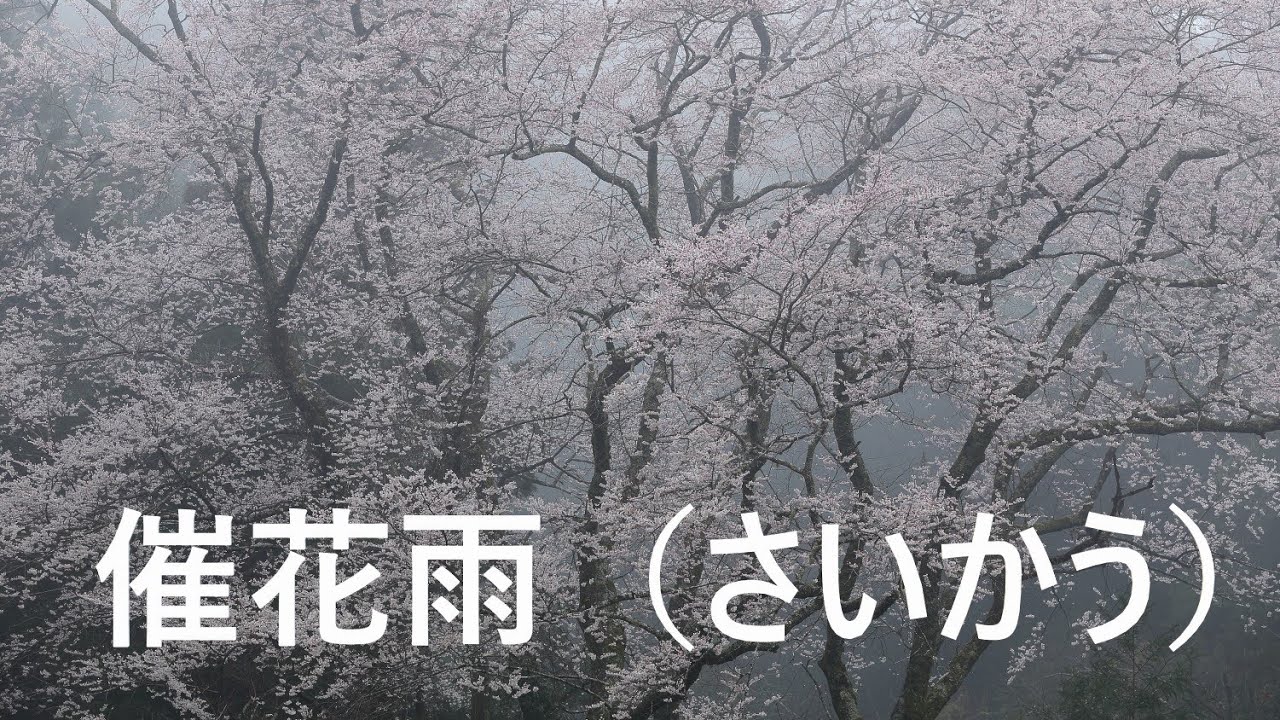 催花雨 - YouTube