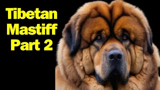 Tibetan mastiff