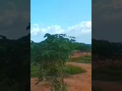 Bairro Pobre de Angola
