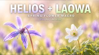 Dreamy Spring Flower Macro 🌸 Helios Glow   Laowa 2X Details