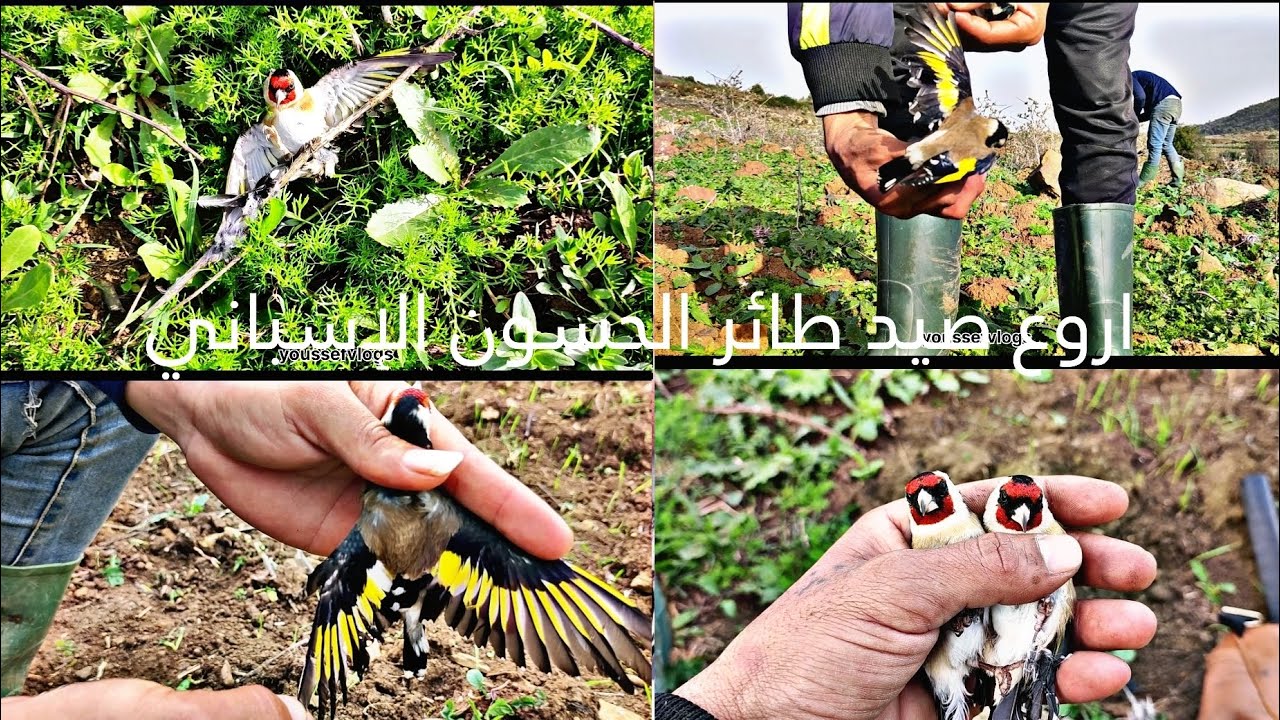 اجمل واروع صيد طائر الحسون الإسباني الأنيق شمال المغرب The elegant Spanish Goldfinch in northern moo