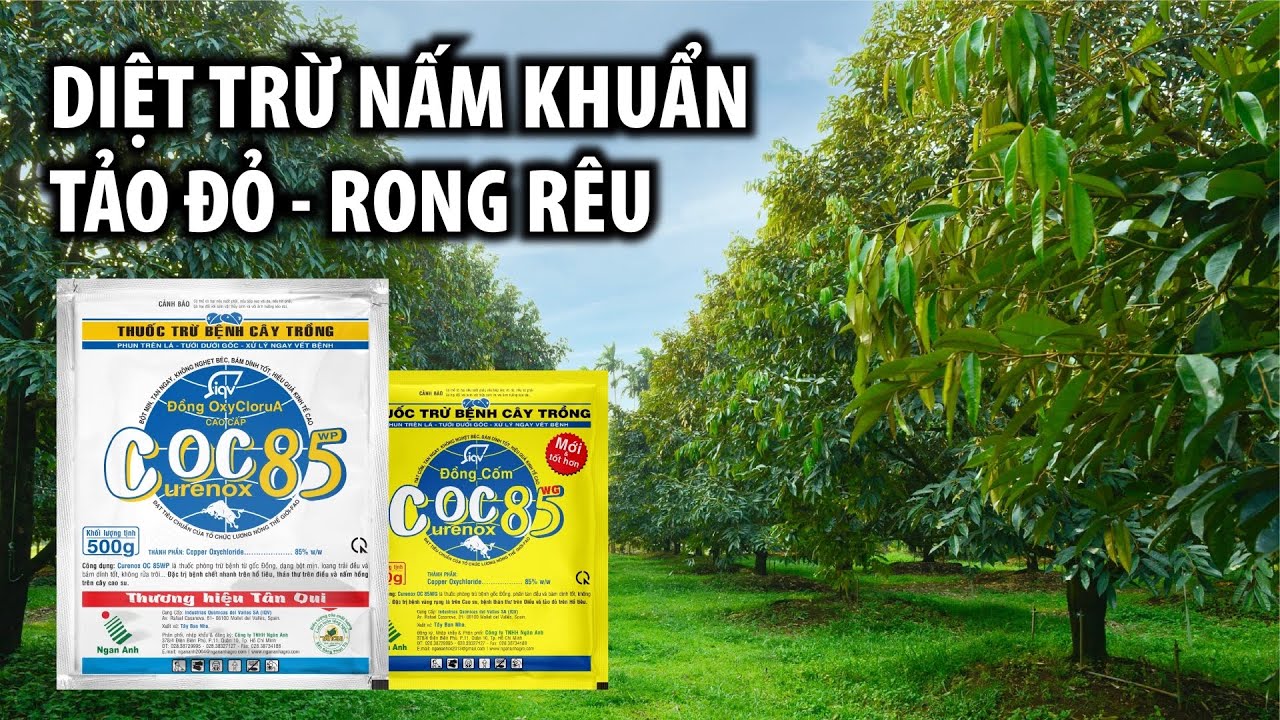 𝐂𝐨𝐜 𝟖𝟓 𝐖𝐆 (𝐂𝐨̂́𝐦) và 𝐂𝐨𝐜 𝟖𝟓𝐖𝐏 Diệt Trừ Nấm Khuẩn, Rong Rêu, Tảo Đỏ...