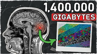 This is the Highest Resolution Brain Model EVER