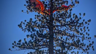 Paraglider Stuck in a Tree #Shorts