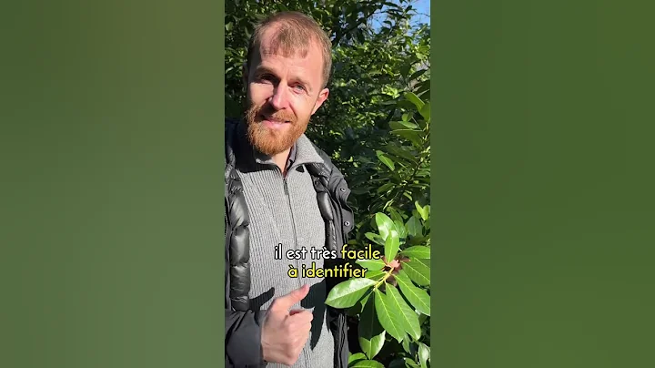 Le laurier palme ou laurier cerise