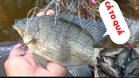 Cùng Trải Nghiệm Bơi Xuồng Thả Lưới Bắt Cá Rô Phi Khủng /Tilapia Nets/@SongNuocCaMau