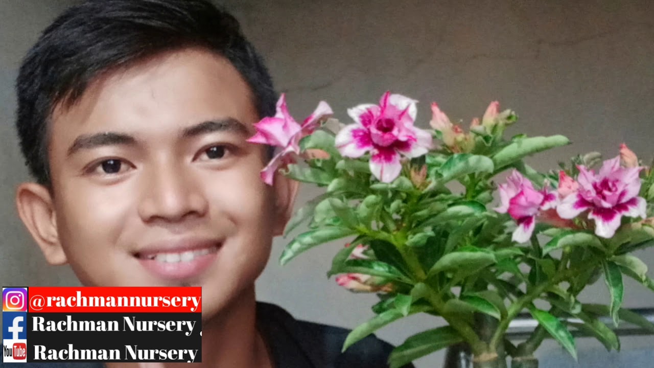 CARA MENANAM BIJI/SEED ADENIUM DENGAN HASIL SEMPURNA #rachmannursery #