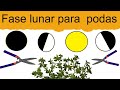 Fases Lunares Para Podar En Que Fase De La Luna Se Puede Podar Fases Lunares Para Podar En Que Fase De La Luna Se Puede Podar