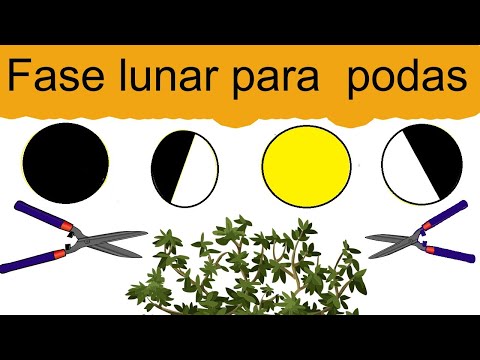 La influencia de las fases lunares en la poda de plantas: guía completa