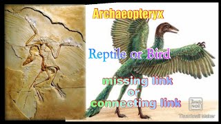 About Ancient Bird Archaeopteryx lithographica   #thedinobird missing link between reptile and bird.