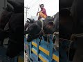 cow videos 131 #shorts #viral #youtubeshorts #cow #animals