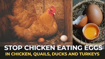 Avoid This Mistake: Prevent Chickens from Eating Eggs | Poultry Farming