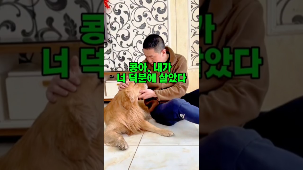 구박만 하던 남동생이 쓰러진 순간 똘이가 살렸다 #유기견#유기견구조#유기견입양#반려견#반려견감동#충견#감동반전#보은#떠돌이개 썸네일