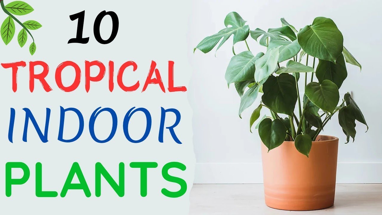 10 Tropical Indoor Plants | Best Tropical Houseplants | Everything About Plants.