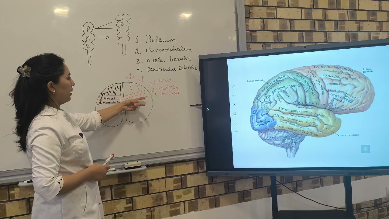 Oxirgi miya anatomiyasi 1-qism. Telencephalon. Miya poʻstlogʻida markazlarning joylashuvi