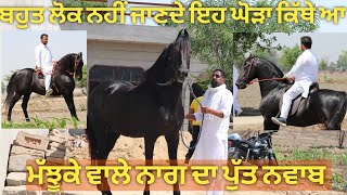 ਬਾਹਲੇ ਨਹੀਂ ਜਾਣਦੇ ਸੀ ਨਵਾਬ ਕਿੱਥੇ ਗਿਆ,, stallion Nawab son of Nagg