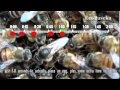 Как пчелиная матка откладывает яйца | How a Queen Bee is Laying Eggs