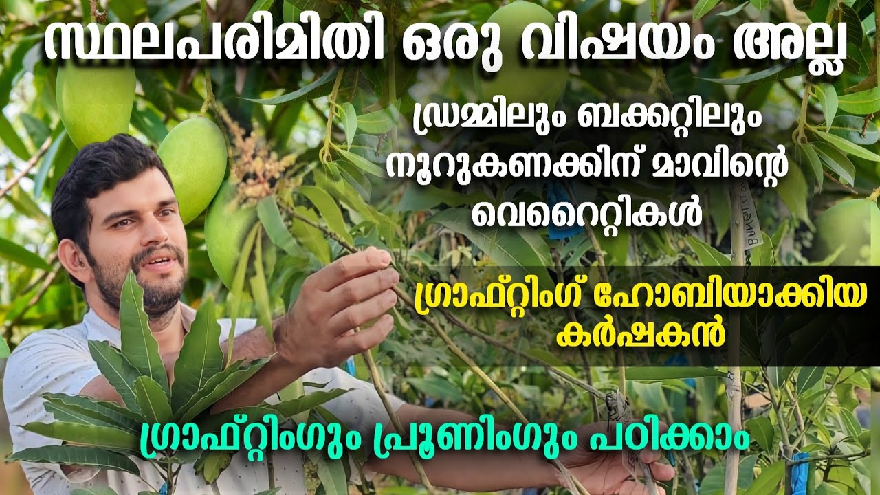 മാവിൻ തൈകൾ ബക്കറ്റിലും (ഡമ്മിലും നടാം ഒരു മാവിൽ ഒരുപാട് ഇനങ്ങൾ (ഗാഫ്റ്റ് ചെയ്യാം | #mangofarming