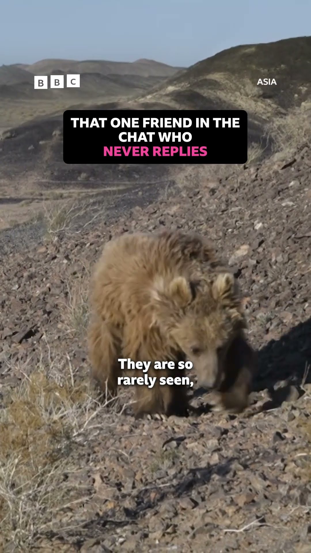 Take a look at the (thought to be) mythical Gobi Bear! - BBC