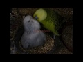 Show budgie feeding his chick