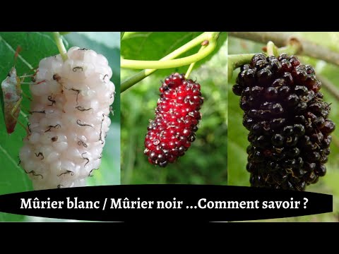 Vidéo: Comment Reconnaître Les Maladies Du Mûrier ?