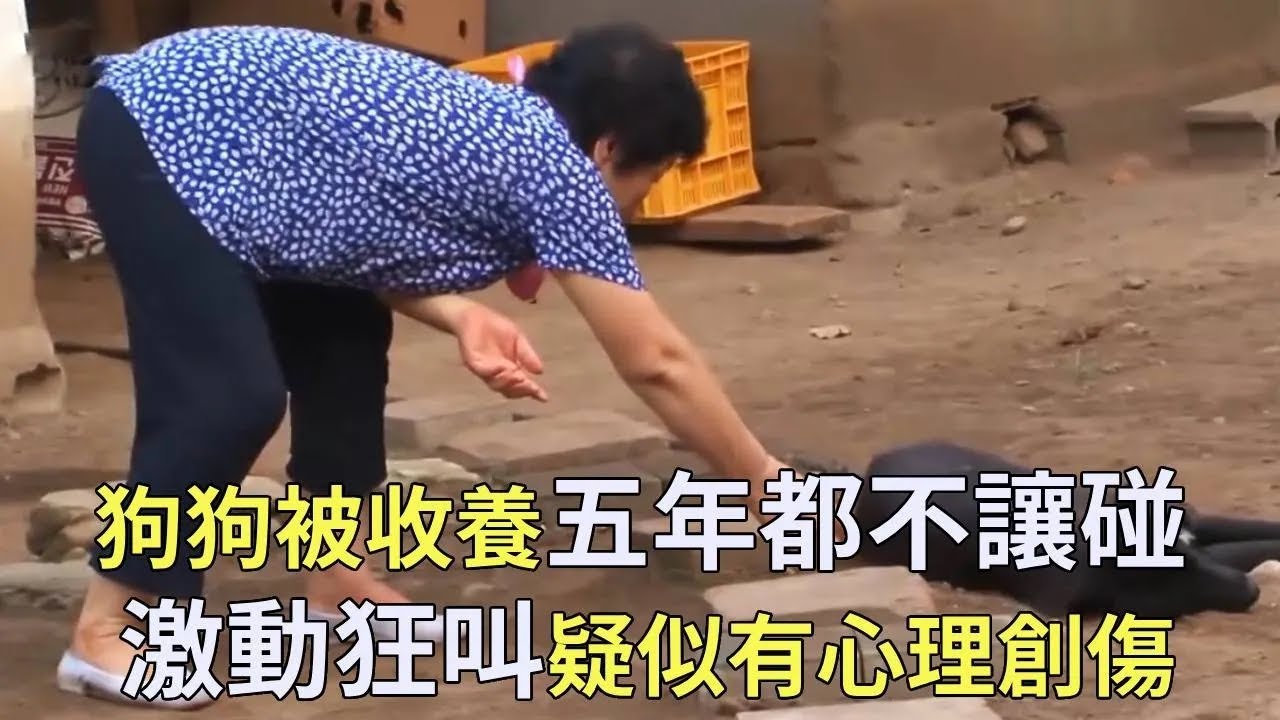 狗狗被老人收养五年，每次被摸都会激动狂叫，专家看了怀疑有心理疾病？【小奶狗观影】