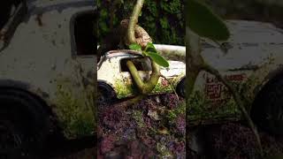 sancang #bonsai #tanamanhias