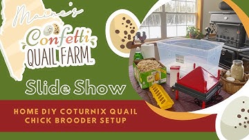 A Simple Coturnix Quail Chick Brooder Setup, by Maine’s Confetti Quail Farm