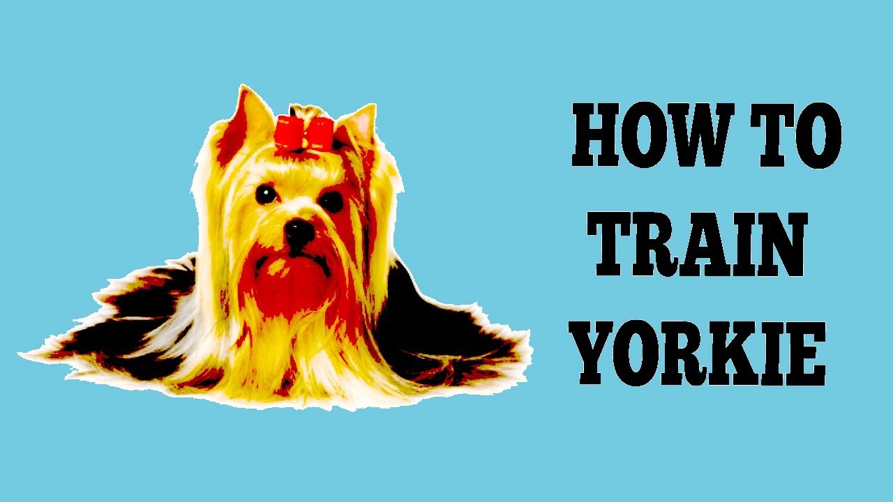 How To House Train A Yorkie Dog How To Train Your Yorkie Dog The