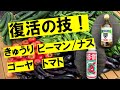 まだ間に合う！あきらめる前に・・・きゅうり、ナス、ピーマン、ゴーヤ、トマト実例