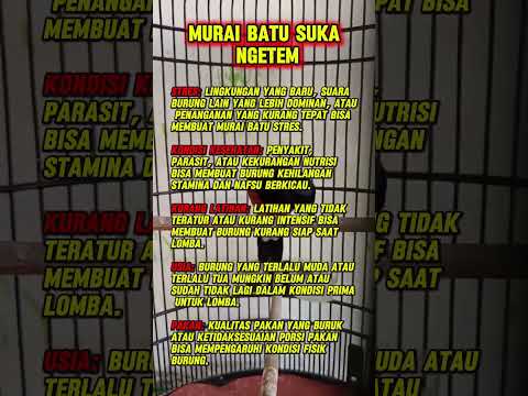murai batu kaget