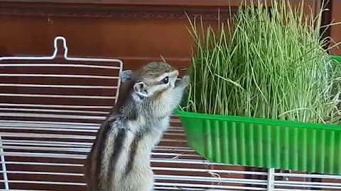 Домашний бурундук: выбор клетки (Chipmunk at home: how to choose a cage)