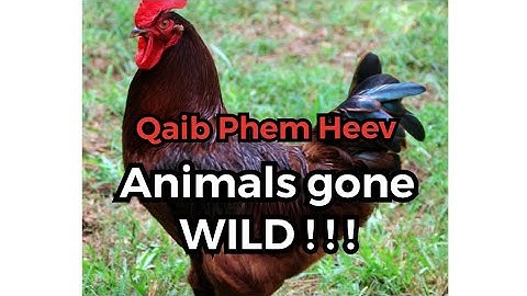 Hmong Qaib Phem Heev When Animals Attack !!!