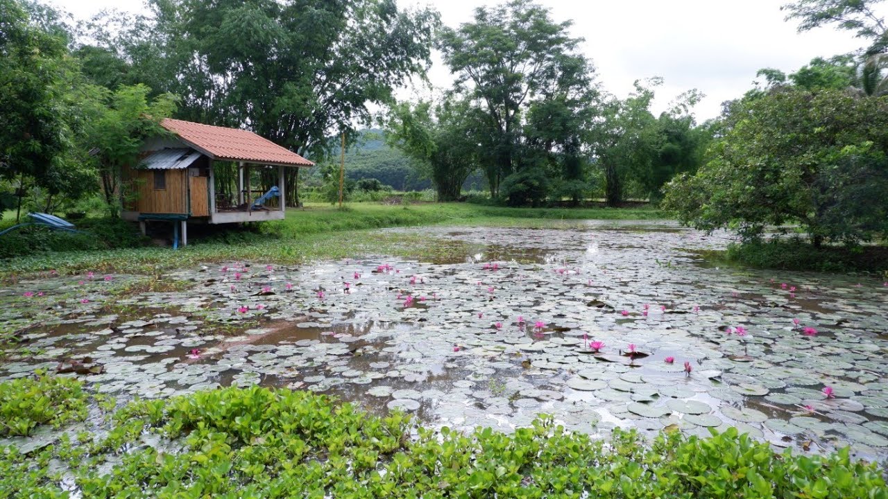 ((ปิดการขาย))CR64213  บ้านสวน 6-2-95 ไร่ ขายยกสวน 3,500,000 บาท ต.ดอนศิลา อ.เวียงชัย เชียงราย