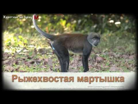 Животные на букву М (1) Животные на букву М (1)