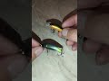JACKALL Chubby-M или , TSUYOKI Quark.
