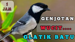 Masteran suara burung GELATIK BATU wucit ngerol 1 jam