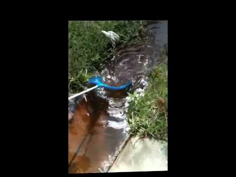 Como pegar girinos para a pesca