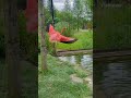 Flamingo Fun: Splashing and Dancing | African Savanna | Toronto Zoo, Ontario, Canada #travel #zoo