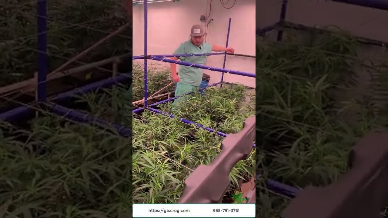 Scrog Installation | Green Tree Scrog | Retractable Scrog VS Synthetic Trellis Netting