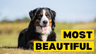 10 Most BEAUTIFUL Dogs in the World
