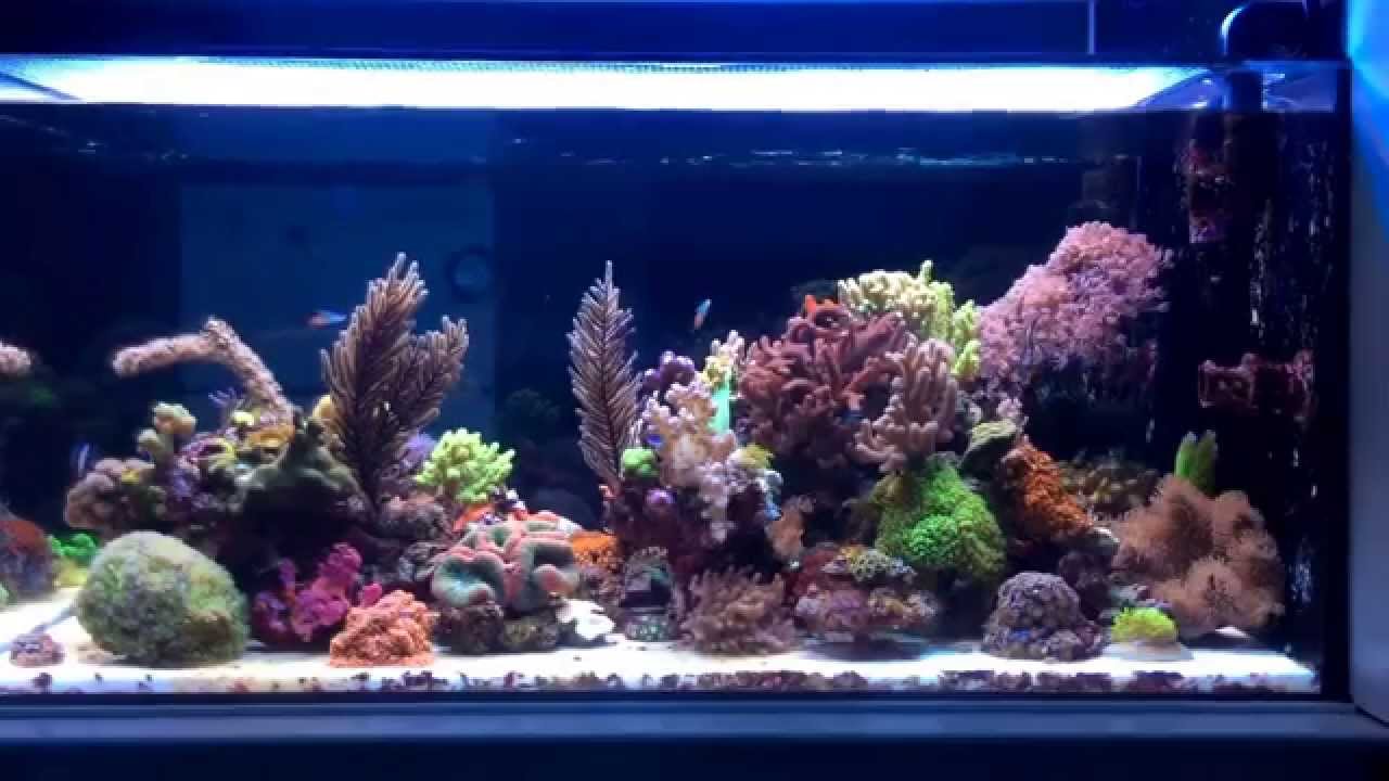 soft coral reef tank soft coral reef tank