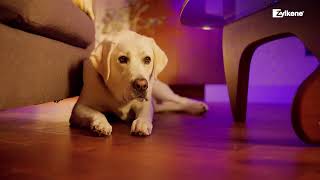 Promote calm in dogs and cats with Zylkene®